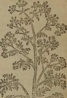An illustration from A nievve herball, or Historie of plantes : wherein is contayned the whole discourse and perfect description of all sortes of herbes and plantes : their divers & sundry kindes ... and that not onely of those whiche are here growyng in this our countrie of Englande, but of all others also of forrayne realmes commonly used in physicke ; first set foorth in the Doutche or Almaigne tongue (1578)