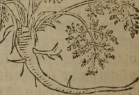 An illustration from A nievve herball, or Historie of plantes : wherein is contayned the whole discourse and perfect description of all sortes of herbes and plantes : their divers & sundry kindes ... and that not onely of those whiche are here growyng in this our countrie of Englande, but of all others also of forrayne realmes commonly used in physicke ; first set foorth in the Doutche or Almaigne tongue (1578)