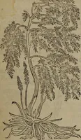 An illustration from A nievve herball, or Historie of plantes : wherein is contayned the whole discourse and perfect description of all sortes of herbes and plantes : their divers & sundry kindes ... and that not onely of those whiche are here growyng in this our countrie of Englande, but of all others also of forrayne realmes commonly used in physicke ; first set foorth in the Doutche or Almaigne tongue (1578)