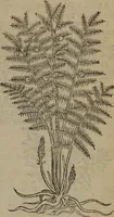 An illustration from A nievve herball, or Historie of plantes : wherein is contayned the whole discourse and perfect description of all sortes of herbes and plantes : their divers & sundry kindes ... and that not onely of those whiche are here growyng in this our countrie of Englande, but of all others also of forrayne realmes commonly used in physicke ; first set foorth in the Doutche or Almaigne tongue (1578)