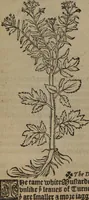 An illustration from A nievve herball, or Historie of plantes : wherein is contayned the whole discourse and perfect description of all sortes of herbes and plantes : their divers & sundry kindes ... and that not onely of those whiche are here growyng in this our countrie of Englande, but of all others also of forrayne realmes commonly used in physicke ; first set foorth in the Doutche or Almaigne tongue (1578)