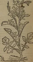 An illustration from A nievve herball, or Historie of plantes : wherein is contayned the whole discourse and perfect description of all sortes of herbes and plantes : their divers & sundry kindes ... and that not onely of those whiche are here growyng in this our countrie of Englande, but of all others also of forrayne realmes commonly used in physicke ; first set foorth in the Doutche or Almaigne tongue (1578)