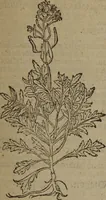 An illustration from A nievve herball, or Historie of plantes : wherein is contayned the whole discourse and perfect description of all sortes of herbes and plantes : their divers & sundry kindes ... and that not onely of those whiche are here growyng in this our countrie of Englande, but of all others also of forrayne realmes commonly used in physicke ; first set foorth in the Doutche or Almaigne tongue (1578)
