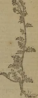 An illustration from A nievve herball, or Historie of plantes : wherein is contayned the whole discourse and perfect description of all sortes of herbes and plantes : their divers & sundry kindes ... and that not onely of those whiche are here growyng in this our countrie of Englande, but of all others also of forrayne realmes commonly used in physicke ; first set foorth in the Doutche or Almaigne tongue (1578)