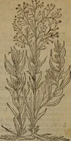 An illustration from A nievve herball, or Historie of plantes : wherein is contayned the whole discourse and perfect description of all sortes of herbes and plantes : their divers & sundry kindes ... and that not onely of those whiche are here growyng in this our countrie of Englande, but of all others also of forrayne realmes commonly used in physicke ; first set foorth in the Doutche or Almaigne tongue (1578)