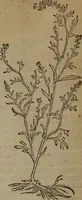 An illustration from A nievve herball, or Historie of plantes : wherein is contayned the whole discourse and perfect description of all sortes of herbes and plantes : their divers & sundry kindes ... and that not onely of those whiche are here growyng in this our countrie of Englande, but of all others also of forrayne realmes commonly used in physicke ; first set foorth in the Doutche or Almaigne tongue (1578)