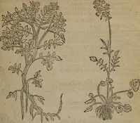 An illustration from A nievve herball, or Historie of plantes : wherein is contayned the whole discourse and perfect description of all sortes of herbes and plantes : their divers & sundry kindes ... and that not onely of those whiche are here growyng in this our countrie of Englande, but of all others also of forrayne realmes commonly used in physicke ; first set foorth in the Doutche or Almaigne tongue (1578)