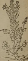 An illustration from A nievve herball, or Historie of plantes : wherein is contayned the whole discourse and perfect description of all sortes of herbes and plantes : their divers & sundry kindes ... and that not onely of those whiche are here growyng in this our countrie of Englande, but of all others also of forrayne realmes commonly used in physicke ; first set foorth in the Doutche or Almaigne tongue (1578)