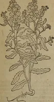 An illustration from A nievve herball, or Historie of plantes : wherein is contayned the whole discourse and perfect description of all sortes of herbes and plantes : their divers & sundry kindes ... and that not onely of those whiche are here growyng in this our countrie of Englande, but of all others also of forrayne realmes commonly used in physicke ; first set foorth in the Doutche or Almaigne tongue (1578)