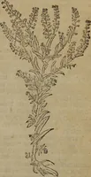 An illustration from A nievve herball, or Historie of plantes : wherein is contayned the whole discourse and perfect description of all sortes of herbes and plantes : their divers & sundry kindes ... and that not onely of those whiche are here growyng in this our countrie of Englande, but of all others also of forrayne realmes commonly used in physicke ; first set foorth in the Doutche or Almaigne tongue (1578)