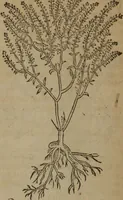An illustration from A nievve herball, or Historie of plantes : wherein is contayned the whole discourse and perfect description of all sortes of herbes and plantes : their divers & sundry kindes ... and that not onely of those whiche are here growyng in this our countrie of Englande, but of all others also of forrayne realmes commonly used in physicke ; first set foorth in the Doutche or Almaigne tongue (1578)