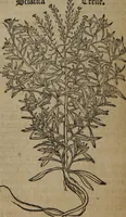 An illustration from A nievve herball, or Historie of plantes : wherein is contayned the whole discourse and perfect description of all sortes of herbes and plantes : their divers & sundry kindes ... and that not onely of those whiche are here growyng in this our countrie of Englande, but of all others also of forrayne realmes commonly used in physicke ; first set foorth in the Doutche or Almaigne tongue (1578)
