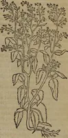 An illustration from A nievve herball, or Historie of plantes : wherein is contayned the whole discourse and perfect description of all sortes of herbes and plantes : their divers & sundry kindes ... and that not onely of those whiche are here growyng in this our countrie of Englande, but of all others also of forrayne realmes commonly used in physicke ; first set foorth in the Doutche or Almaigne tongue (1578)