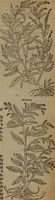 An illustration from A nievve herball, or Historie of plantes : wherein is contayned the whole discourse and perfect description of all sortes of herbes and plantes : their divers & sundry kindes ... and that not onely of those whiche are here growyng in this our countrie of Englande, but of all others also of forrayne realmes commonly used in physicke ; first set foorth in the Doutche or Almaigne tongue (1578)