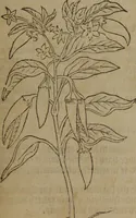 An illustration from A nievve herball, or Historie of plantes : wherein is contayned the whole discourse and perfect description of all sortes of herbes and plantes : their divers & sundry kindes ... and that not onely of those whiche are here growyng in this our countrie of Englande, but of all others also of forrayne realmes commonly used in physicke ; first set foorth in the Doutche or Almaigne tongue (1578)