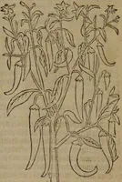 An illustration from A nievve herball, or Historie of plantes : wherein is contayned the whole discourse and perfect description of all sortes of herbes and plantes : their divers & sundry kindes ... and that not onely of those whiche are here growyng in this our countrie of Englande, but of all others also of forrayne realmes commonly used in physicke ; first set foorth in the Doutche or Almaigne tongue (1578)