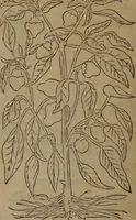 An illustration from A nievve herball, or Historie of plantes : wherein is contayned the whole discourse and perfect description of all sortes of herbes and plantes : their divers & sundry kindes ... and that not onely of those whiche are here growyng in this our countrie of Englande, but of all others also of forrayne realmes commonly used in physicke ; first set foorth in the Doutche or Almaigne tongue (1578)
