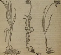 An illustration from A nievve herball, or Historie of plantes : wherein is contayned the whole discourse and perfect description of all sortes of herbes and plantes : their divers & sundry kindes ... and that not onely of those whiche are here growyng in this our countrie of Englande, but of all others also of forrayne realmes commonly used in physicke ; first set foorth in the Doutche or Almaigne tongue (1578)