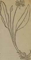 An illustration from A nievve herball, or Historie of plantes : wherein is contayned the whole discourse and perfect description of all sortes of herbes and plantes : their divers & sundry kindes ... and that not onely of those whiche are here growyng in this our countrie of Englande, but of all others also of forrayne realmes commonly used in physicke ; first set foorth in the Doutche or Almaigne tongue (1578)