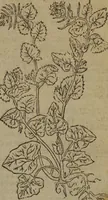 An illustration from A nievve herball, or Historie of plantes : wherein is contayned the whole discourse and perfect description of all sortes of herbes and plantes : their divers & sundry kindes ... and that not onely of those whiche are here growyng in this our countrie of Englande, but of all others also of forrayne realmes commonly used in physicke ; first set foorth in the Doutche or Almaigne tongue (1578)