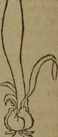 An illustration from A nievve herball, or Historie of plantes : wherein is contayned the whole discourse and perfect description of all sortes of herbes and plantes : their divers & sundry kindes ... and that not onely of those whiche are here growyng in this our countrie of Englande, but of all others also of forrayne realmes commonly used in physicke ; first set foorth in the Doutche or Almaigne tongue (1578)