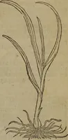 An illustration from A nievve herball, or Historie of plantes : wherein is contayned the whole discourse and perfect description of all sortes of herbes and plantes : their divers & sundry kindes ... and that not onely of those whiche are here growyng in this our countrie of Englande, but of all others also of forrayne realmes commonly used in physicke ; first set foorth in the Doutche or Almaigne tongue (1578)