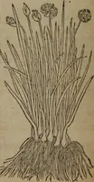 An illustration from A nievve herball, or Historie of plantes : wherein is contayned the whole discourse and perfect description of all sortes of herbes and plantes : their divers & sundry kindes ... and that not onely of those whiche are here growyng in this our countrie of Englande, but of all others also of forrayne realmes commonly used in physicke ; first set foorth in the Doutche or Almaigne tongue (1578)