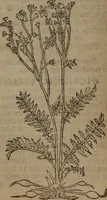 Picture 49 of 801 from A nievve herball, or Historie of plantes : wherein is contayned the whole discourse and perfect description of all sortes of herbes and plantes : their divers & sundry kindes ... and that not onely of those whiche are here growyng in this our countrie of Englande, but of all others also of forrayne realmes commonly used in physicke ; first set foorth in the Doutche or Almaigne tongue (1578), leaf 67