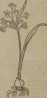 An illustration from A nievve herball, or Historie of plantes : wherein is contayned the whole discourse and perfect description of all sortes of herbes and plantes : their divers & sundry kindes ... and that not onely of those whiche are here growyng in this our countrie of Englande, but of all others also of forrayne realmes commonly used in physicke ; first set foorth in the Doutche or Almaigne tongue (1578)