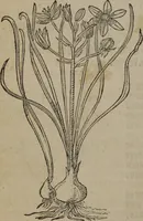 An illustration from A nievve herball, or Historie of plantes : wherein is contayned the whole discourse and perfect description of all sortes of herbes and plantes : their divers & sundry kindes ... and that not onely of those whiche are here growyng in this our countrie of Englande, but of all others also of forrayne realmes commonly used in physicke ; first set foorth in the Doutche or Almaigne tongue (1578)