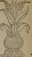 An illustration from A nievve herball, or Historie of plantes : wherein is contayned the whole discourse and perfect description of all sortes of herbes and plantes : their divers & sundry kindes ... and that not onely of those whiche are here growyng in this our countrie of Englande, but of all others also of forrayne realmes commonly used in physicke ; first set foorth in the Doutche or Almaigne tongue (1578)