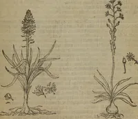 An illustration from A nievve herball, or Historie of plantes : wherein is contayned the whole discourse and perfect description of all sortes of herbes and plantes : their divers & sundry kindes ... and that not onely of those whiche are here growyng in this our countrie of Englande, but of all others also of forrayne realmes commonly used in physicke ; first set foorth in the Doutche or Almaigne tongue (1578)
