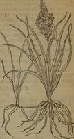 An illustration from A nievve herball, or Historie of plantes : wherein is contayned the whole discourse and perfect description of all sortes of herbes and plantes : their divers & sundry kindes ... and that not onely of those whiche are here growyng in this our countrie of Englande, but of all others also of forrayne realmes commonly used in physicke ; first set foorth in the Doutche or Almaigne tongue (1578)