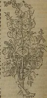 An illustration from A nievve herball, or Historie of plantes : wherein is contayned the whole discourse and perfect description of all sortes of herbes and plantes : their divers & sundry kindes ... and that not onely of those whiche are here growyng in this our countrie of Englande, but of all others also of forrayne realmes commonly used in physicke ; first set foorth in the Doutche or Almaigne tongue (1578)