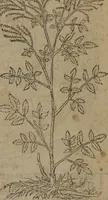 Picture 50 of 801 from A nievve herball, or Historie of plantes : wherein is contayned the whole discourse and perfect description of all sortes of herbes and plantes : their divers & sundry kindes ... and that not onely of those whiche are here growyng in this our countrie of Englande, but of all others also of forrayne realmes commonly used in physicke ; first set foorth in the Doutche or Almaigne tongue (1578), leaf 68