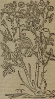 An illustration from A nievve herball, or Historie of plantes : wherein is contayned the whole discourse and perfect description of all sortes of herbes and plantes : their divers & sundry kindes ... and that not onely of those whiche are here growyng in this our countrie of Englande, but of all others also of forrayne realmes commonly used in physicke ; first set foorth in the Doutche or Almaigne tongue (1578)