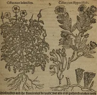 An illustration from A nievve herball, or Historie of plantes : wherein is contayned the whole discourse and perfect description of all sortes of herbes and plantes : their divers & sundry kindes ... and that not onely of those whiche are here growyng in this our countrie of Englande, but of all others also of forrayne realmes commonly used in physicke ; first set foorth in the Doutche or Almaigne tongue (1578)