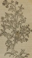 An illustration from A nievve herball, or Historie of plantes : wherein is contayned the whole discourse and perfect description of all sortes of herbes and plantes : their divers & sundry kindes ... and that not onely of those whiche are here growyng in this our countrie of Englande, but of all others also of forrayne realmes commonly used in physicke ; first set foorth in the Doutche or Almaigne tongue (1578)