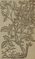 An illustration from A nievve herball, or Historie of plantes : wherein is contayned the whole discourse and perfect description of all sortes of herbes and plantes : their divers & sundry kindes ... and that not onely of those whiche are here growyng in this our countrie of Englande, but of all others also of forrayne realmes commonly used in physicke ; first set foorth in the Doutche or Almaigne tongue (1578)