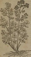 Picture 51 of 801 from A nievve herball, or Historie of plantes : wherein is contayned the whole discourse and perfect description of all sortes of herbes and plantes : their divers & sundry kindes ... and that not onely of those whiche are here growyng in this our countrie of Englande, but of all others also of forrayne realmes commonly used in physicke ; first set foorth in the Doutche or Almaigne tongue (1578), leaf 69