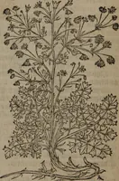 An illustration from A nievve herball, or Historie of plantes : wherein is contayned the whole discourse and perfect description of all sortes of herbes and plantes : their divers & sundry kindes ... and that not onely of those whiche are here growyng in this our countrie of Englande, but of all others also of forrayne realmes commonly used in physicke ; first set foorth in the Doutche or Almaigne tongue (1578)