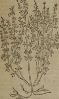 An illustration from A nievve herball, or Historie of plantes : wherein is contayned the whole discourse and perfect description of all sortes of herbes and plantes : their divers & sundry kindes ... and that not onely of those whiche are here growyng in this our countrie of Englande, but of all others also of forrayne realmes commonly used in physicke ; first set foorth in the Doutche or Almaigne tongue (1578)