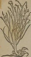 An illustration from A nievve herball, or Historie of plantes : wherein is contayned the whole discourse and perfect description of all sortes of herbes and plantes : their divers & sundry kindes ... and that not onely of those whiche are here growyng in this our countrie of Englande, but of all others also of forrayne realmes commonly used in physicke ; first set foorth in the Doutche or Almaigne tongue (1578)