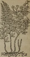 An illustration from A nievve herball, or Historie of plantes : wherein is contayned the whole discourse and perfect description of all sortes of herbes and plantes : their divers & sundry kindes ... and that not onely of those whiche are here growyng in this our countrie of Englande, but of all others also of forrayne realmes commonly used in physicke ; first set foorth in the Doutche or Almaigne tongue (1578)