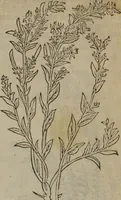An illustration from A nievve herball, or Historie of plantes : wherein is contayned the whole discourse and perfect description of all sortes of herbes and plantes : their divers & sundry kindes ... and that not onely of those whiche are here growyng in this our countrie of Englande, but of all others also of forrayne realmes commonly used in physicke ; first set foorth in the Doutche or Almaigne tongue (1578)