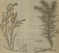 An illustration from A nievve herball, or Historie of plantes : wherein is contayned the whole discourse and perfect description of all sortes of herbes and plantes : their divers & sundry kindes ... and that not onely of those whiche are here growyng in this our countrie of Englande, but of all others also of forrayne realmes commonly used in physicke ; first set foorth in the Doutche or Almaigne tongue (1578)