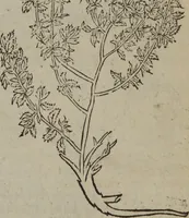 An illustration from A nievve herball, or Historie of plantes : wherein is contayned the whole discourse and perfect description of all sortes of herbes and plantes : their divers & sundry kindes ... and that not onely of those whiche are here growyng in this our countrie of Englande, but of all others also of forrayne realmes commonly used in physicke ; first set foorth in the Doutche or Almaigne tongue (1578)