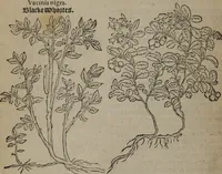 An illustration from A nievve herball, or Historie of plantes : wherein is contayned the whole discourse and perfect description of all sortes of herbes and plantes : their divers & sundry kindes ... and that not onely of those whiche are here growyng in this our countrie of Englande, but of all others also of forrayne realmes commonly used in physicke ; first set foorth in the Doutche or Almaigne tongue (1578)
