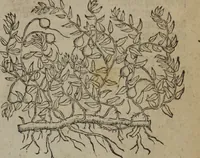 An illustration from A nievve herball, or Historie of plantes : wherein is contayned the whole discourse and perfect description of all sortes of herbes and plantes : their divers & sundry kindes ... and that not onely of those whiche are here growyng in this our countrie of Englande, but of all others also of forrayne realmes commonly used in physicke ; first set foorth in the Doutche or Almaigne tongue (1578)