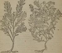 An illustration from A nievve herball, or Historie of plantes : wherein is contayned the whole discourse and perfect description of all sortes of herbes and plantes : their divers & sundry kindes ... and that not onely of those whiche are here growyng in this our countrie of Englande, but of all others also of forrayne realmes commonly used in physicke ; first set foorth in the Doutche or Almaigne tongue (1578)